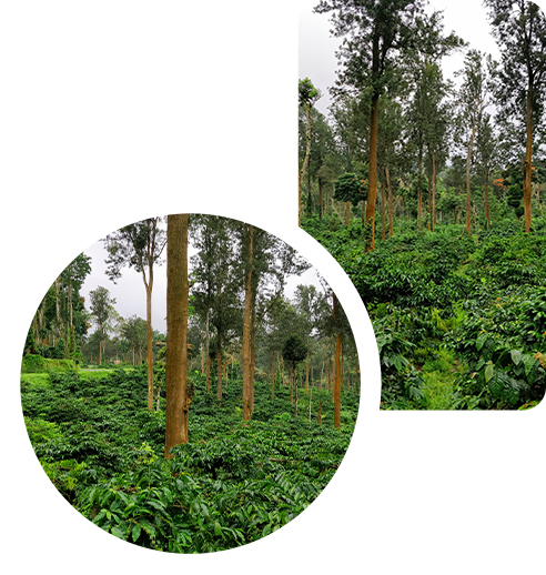 Thara Coffee Process Plantation